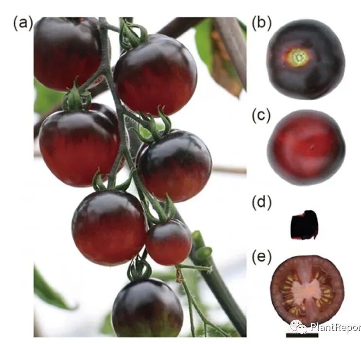 中国农科院蔬菜花卉所崔霞课题组番茄果实花青素研究取得新进展 Plantreports 微信公众号文章阅读 Wemp