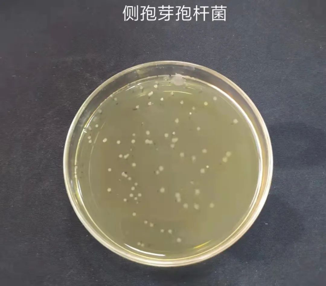 细菌芽孢杆菌炭疽高清摄影大图-千库网