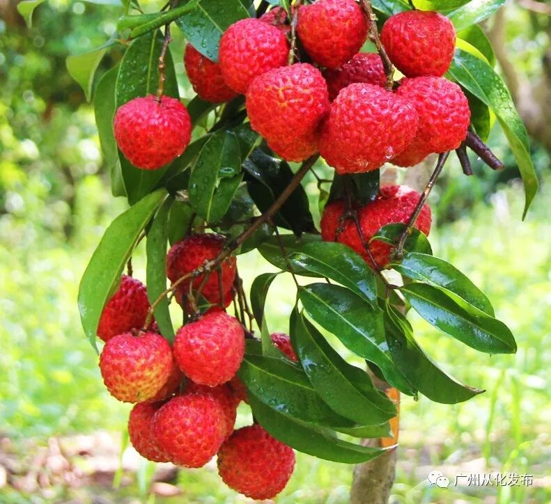 品种排名荔枝排第几_荔枝品种排名_最受欢迎的荔枝品种