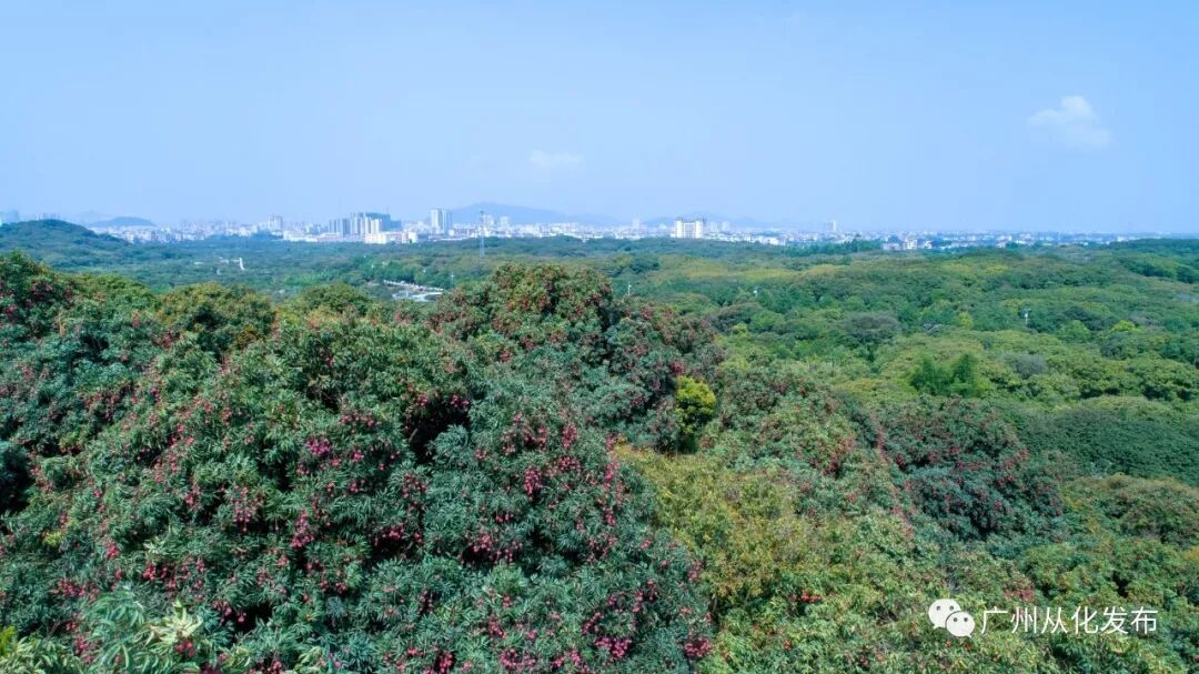 品种排名荔枝排第几_荔枝品种排名_最受欢迎的荔枝品种