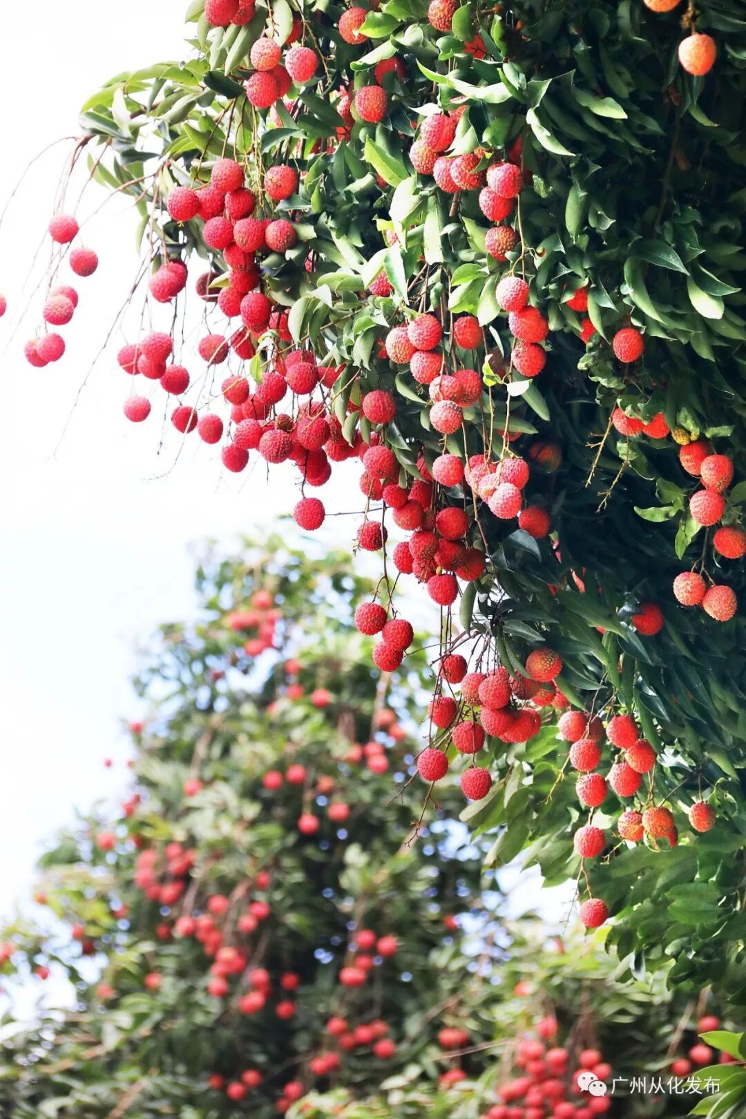 荔枝品种排名_最受欢迎的荔枝品种_品种排名荔枝排第几