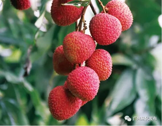 品种排名荔枝排第几_最受欢迎的荔枝品种_荔枝品种排名