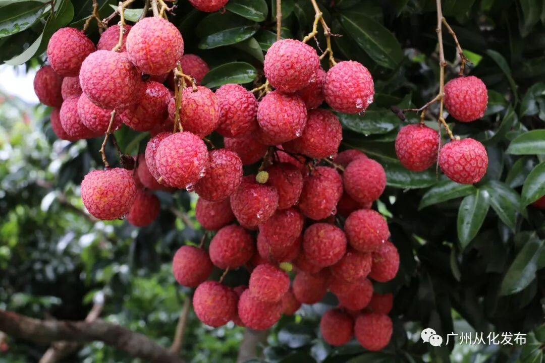 品种排名荔枝排第几_最受欢迎的荔枝品种_荔枝品种排名