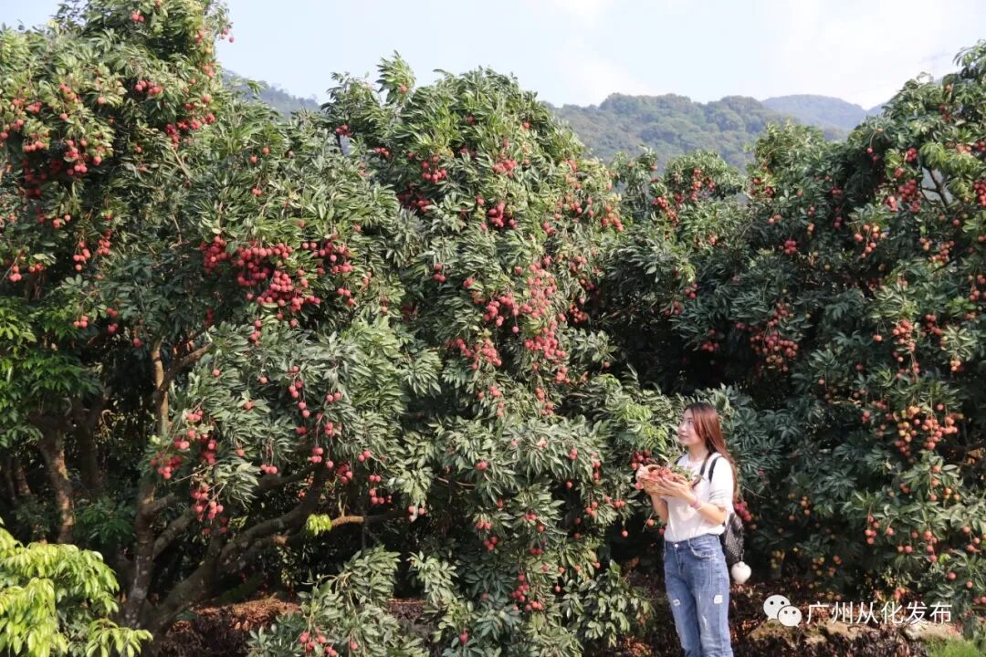 品种排名荔枝排第几_最受欢迎的荔枝品种_荔枝品种排名