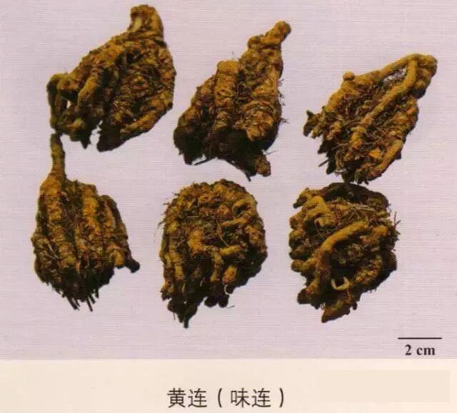 200多味中药的彩图集锦