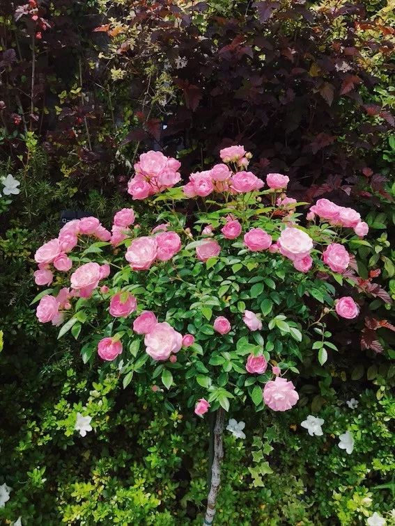 蔷薇缭乱 池袋空中的 睡莲之庭 咕咕食探 微信公众号文章 微小领