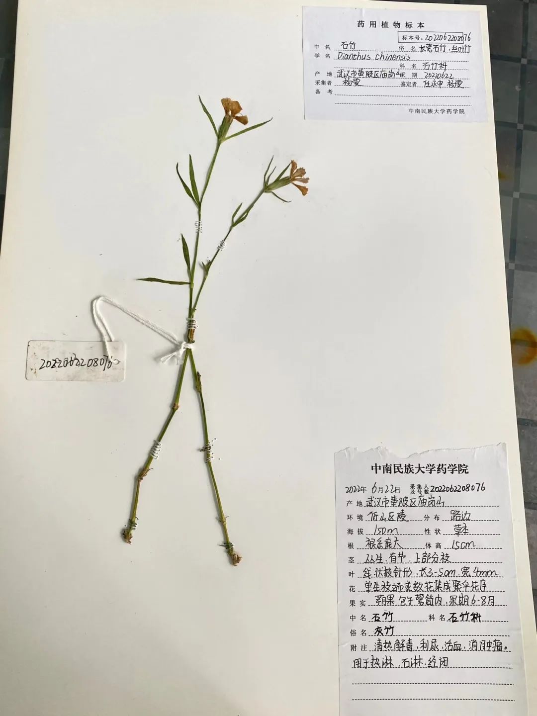 药用植物学野外实践【三】——制作标本