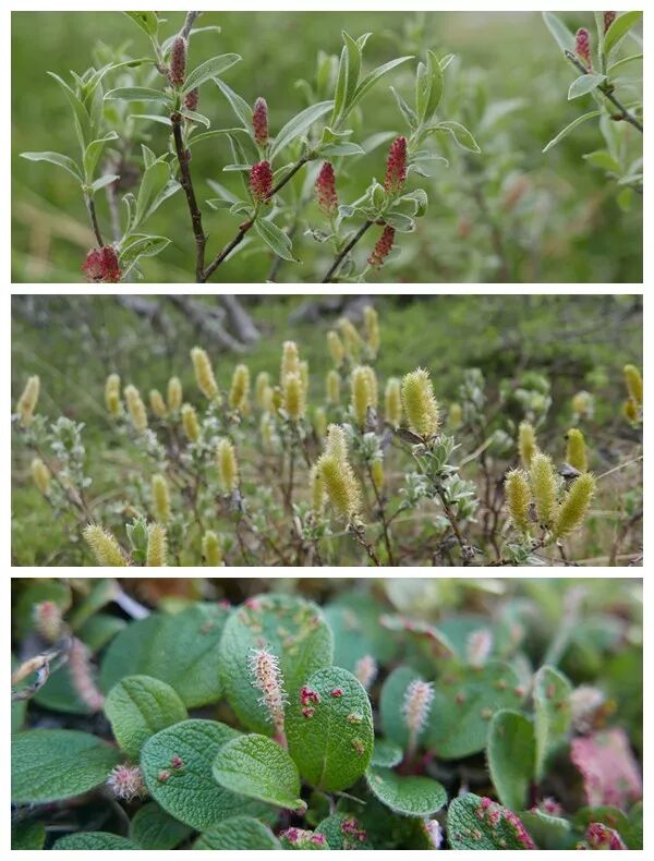 夏日的北極 原來是個熱鬧的大花園 神奇植物 物種日曆 微文庫