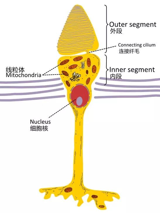 我们的 色觉 细胞原来大多只能看到黑或白 果壳少年 微信公众号文章阅读 Wemp