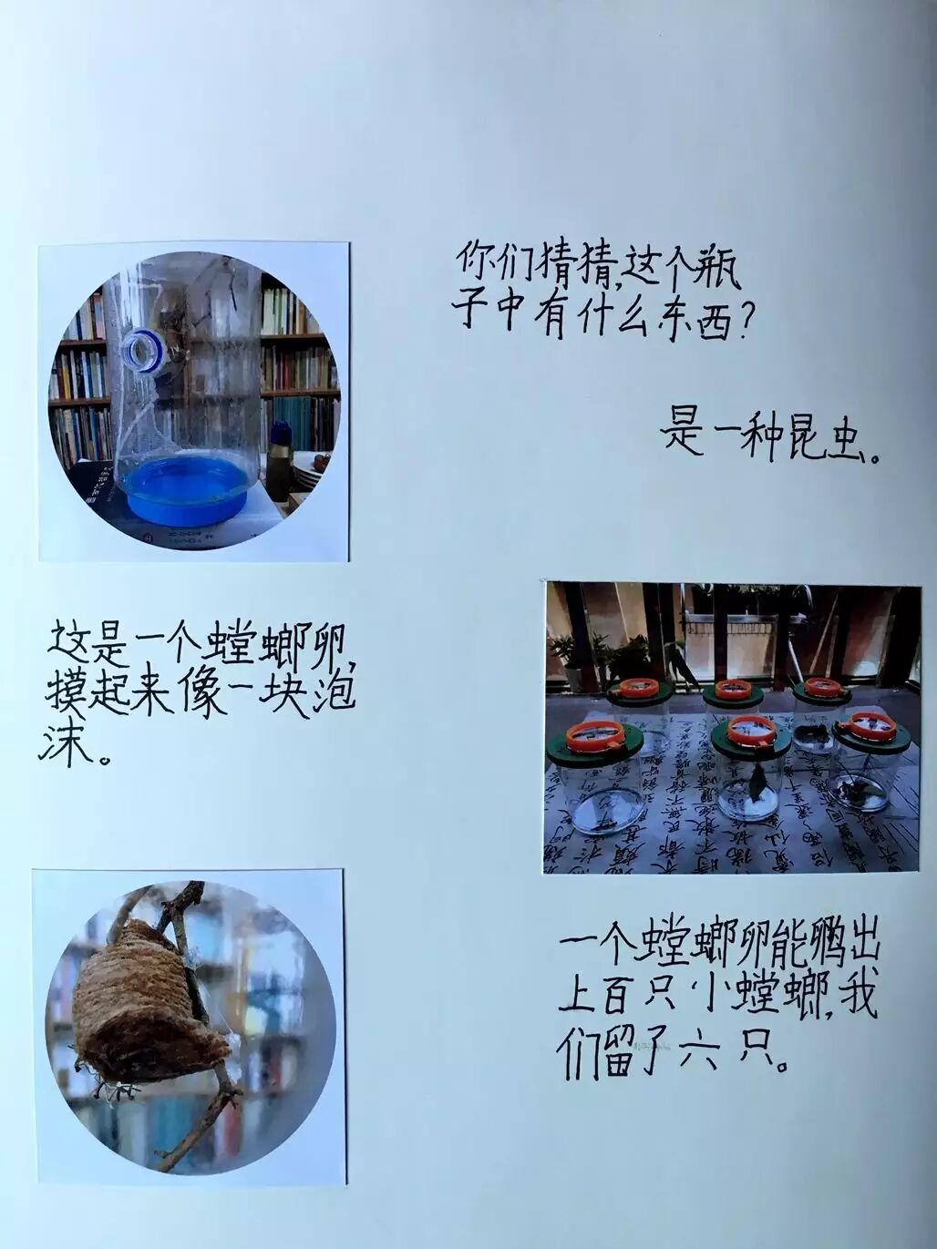 绿眼睛自然笔记│昆虫记之螳螂