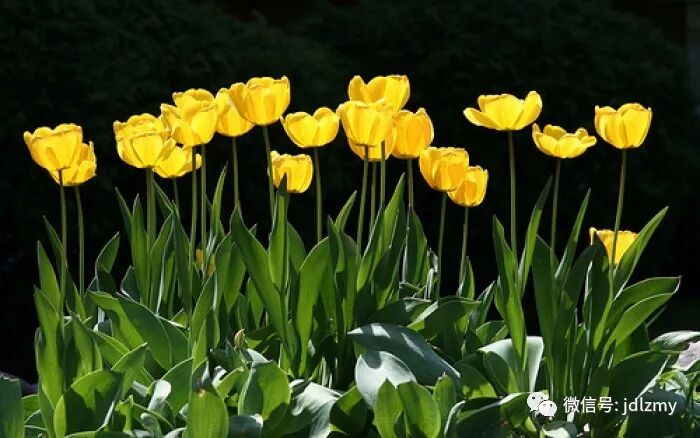 关于清明的499个名言 人生如茶浓淡之间 口味世间沉浮