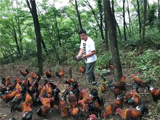 致富养鸡散养鸡技术_致富养鸡视频_致富经养鸡