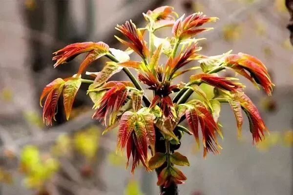 春天必吃的10大黄金野菜，吃野菜3大禁忌要知道！