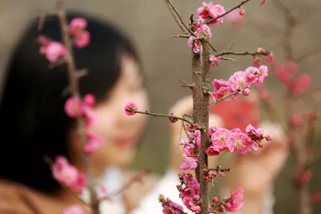 花遊記 | 第二站之「明城牆遺址公園梅花花海將來襲」 戲劇 第9張