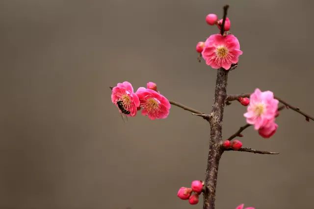 花遊記 | 第二站之「明城牆遺址公園梅花花海將來襲」 戲劇 第3張