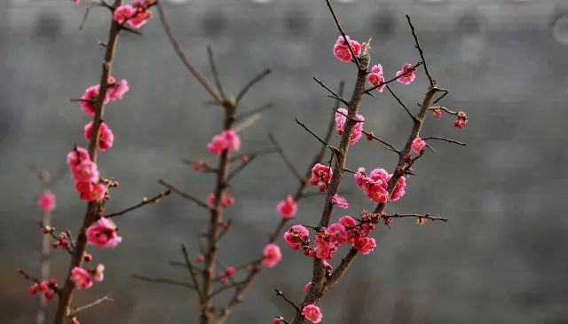 花遊記 | 第二站之「明城牆遺址公園梅花花海將來襲」 戲劇 第1張