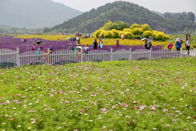 花遊記 | 第十三站之顏值爆表的昌平七孔橋花海 戲劇 第3張