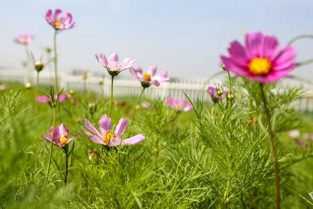 花遊記 | 第十三站之顏值爆表的昌平七孔橋花海 戲劇 第1張