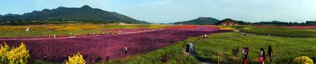 花遊記 | 第十三站之顏值爆表的昌平七孔橋花海 戲劇 第11張