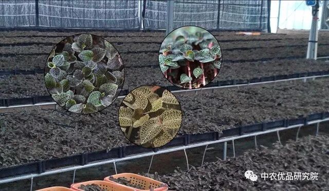 中药材种植技术篇-金线莲种植