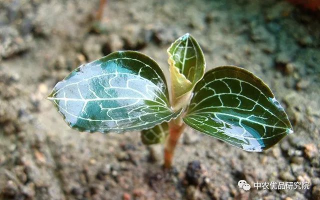 就是由於金線蓮的應用價值廣泛,自然界生長環境又很難滿足