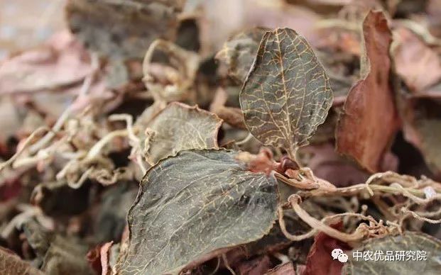 中藥材種植技術篇-金線蓮種植