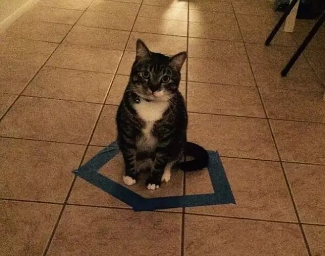 地上画圈能捉猫？你别跟我开玩笑！
