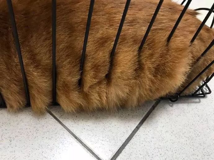 原来,猫咪也是有蜜桃臀的...-微信头条网 原来,猫咪也是有蜜桃臀的...
