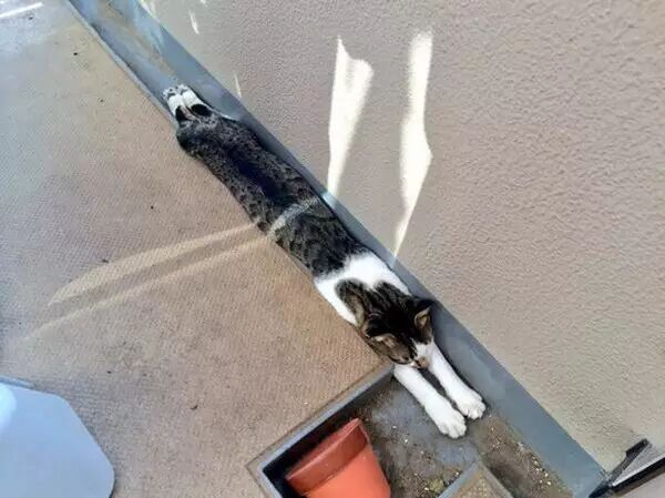 胖猫挤进最爱的水槽 没想到时隔一年把肥肉都了溢出来 猫狗卖萌记 每日精选公众号文章