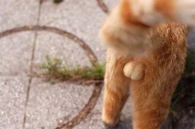 原来,猫咪也是有蜜桃臀的...-微信头条网 原来,猫咪也是有蜜桃臀的...