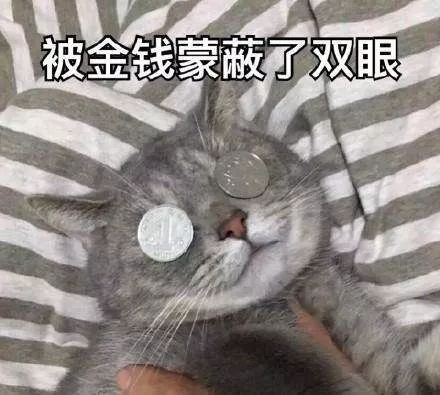 那些卖不掉的品种猫 都去哪了 猫来了 微信公众号文章阅读 Wemp