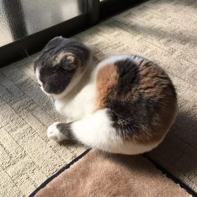 日本有一只猫咪，真的胖成了一个球！
