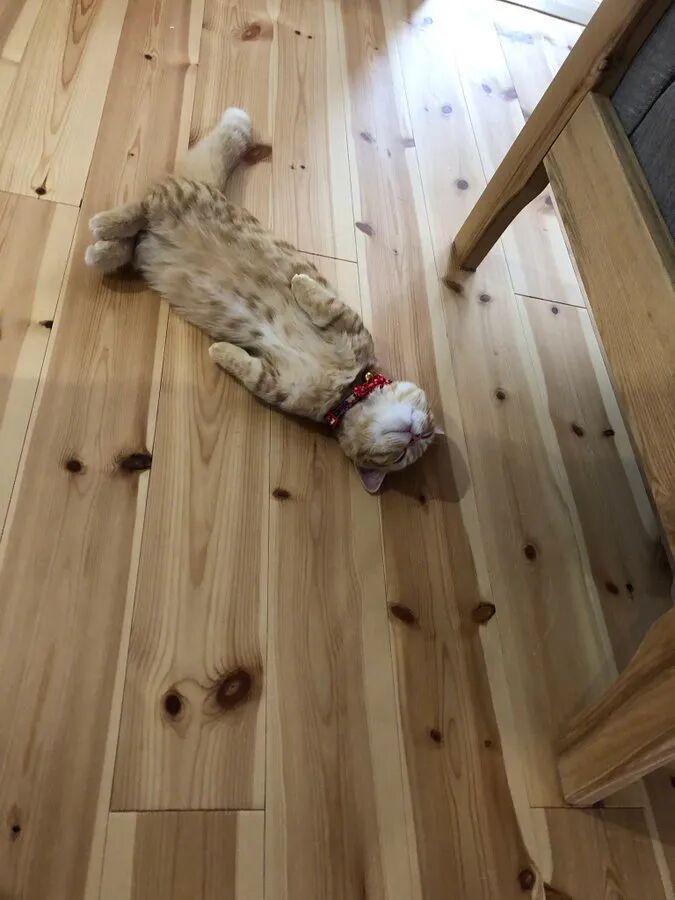 一顿爆玩之后 当场倒地一顿爆睡 太可爱了 猫来了 微信公众号文章阅读 Wemp