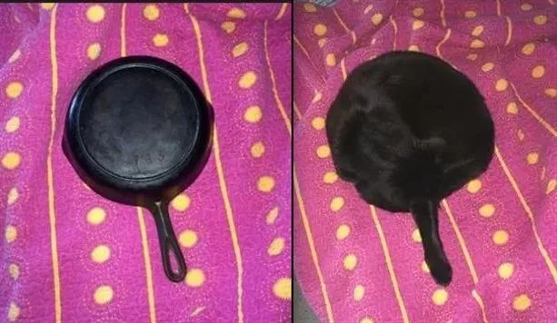 原来,猫咪也是有蜜桃臀的...-微信头条网 原来,猫咪也是有蜜桃臀的...