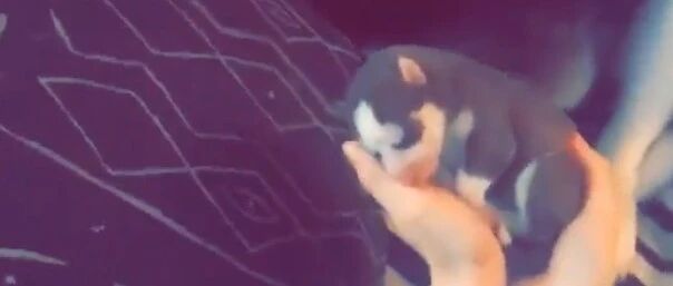 当二哈当上爸爸，这个反应真的笑死个人哈哈哈哈...