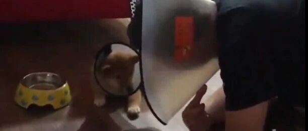 因为狗子戴头套自卑，爸爸就想了这个办法