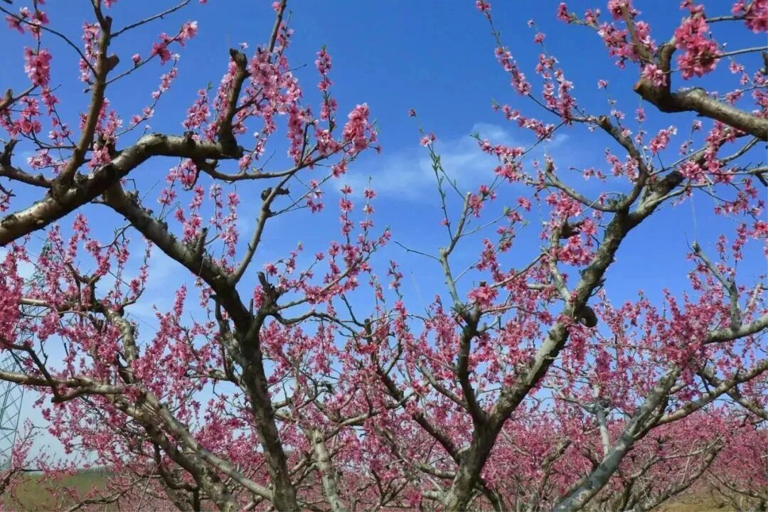 第六届桃花节来了临沭县店头镇4月9日盛大开幕