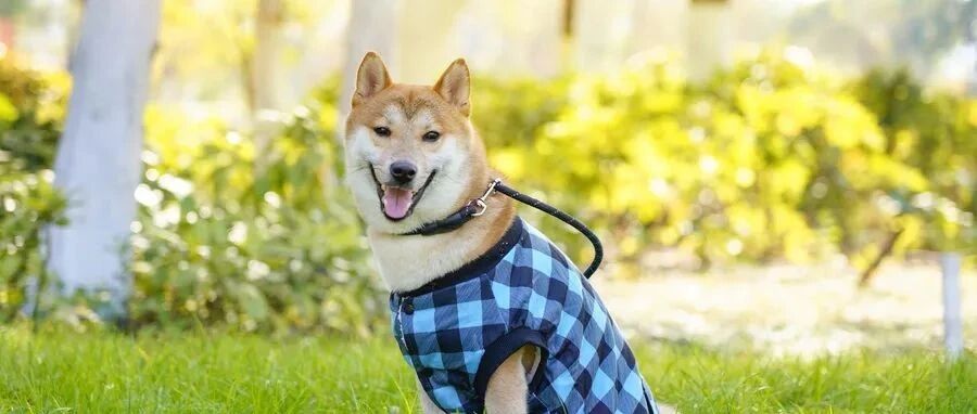 以死抗争遛狗不牵绳，哀其不幸痛其不会争，这样做就能治“狗霸”