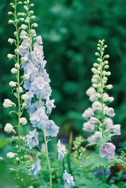 飞燕草拥有亦紫亦蓝的花色,花型别致,神似优雅的燕子. 金鱼草