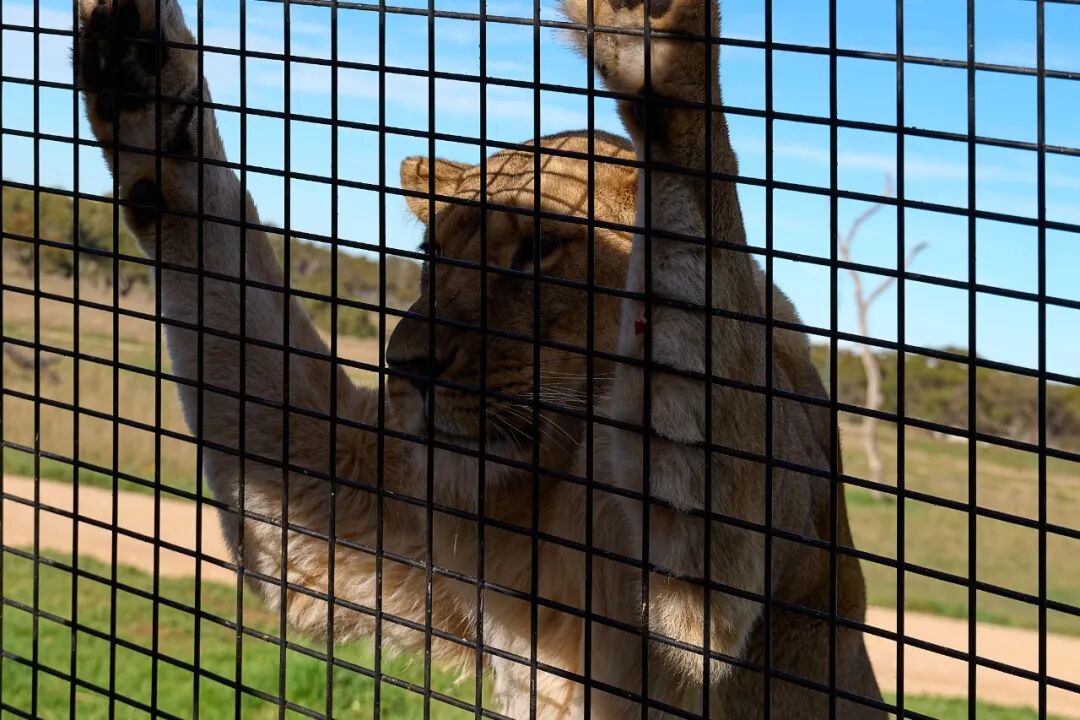 南澳大利亚直飞攻略 抱考拉旷野Safari粉湖 东航往返含税4K5
