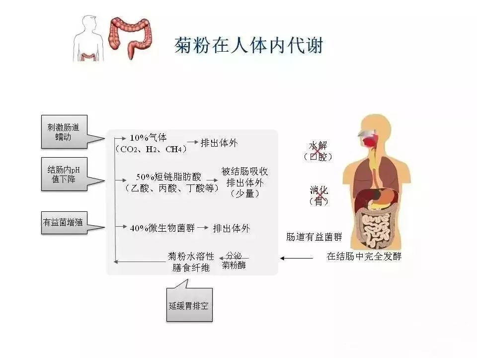 为什么你要坚持吃菊粉益生元