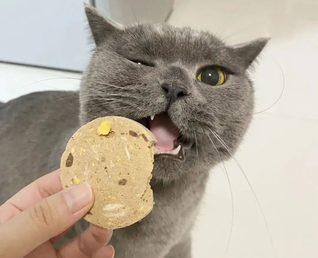 对话原本猫粮首席专家，健康养宠之路任重道远！