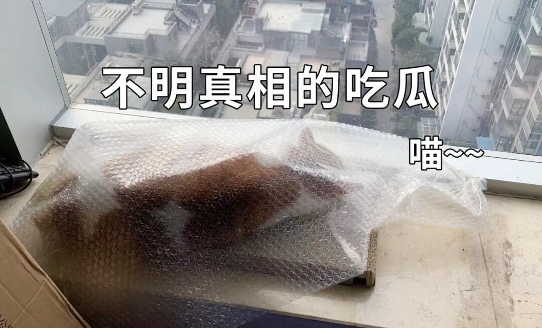 对话原本猫粮首席专家，健康养宠之路任重道远！