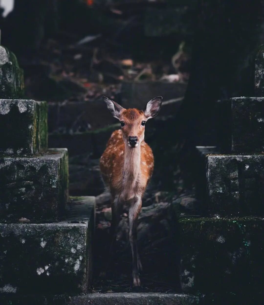 他去参加葬礼,听到管风琴旁的合唱团唱起《复活颂》,一瞬间如遭电击