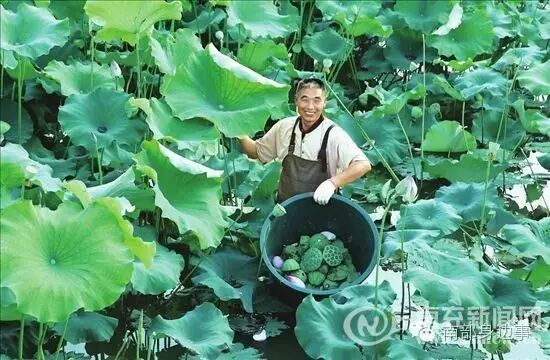 黑龙观村民正在莲藕产业园里采摘莲蓬 记者 卜兵 摄