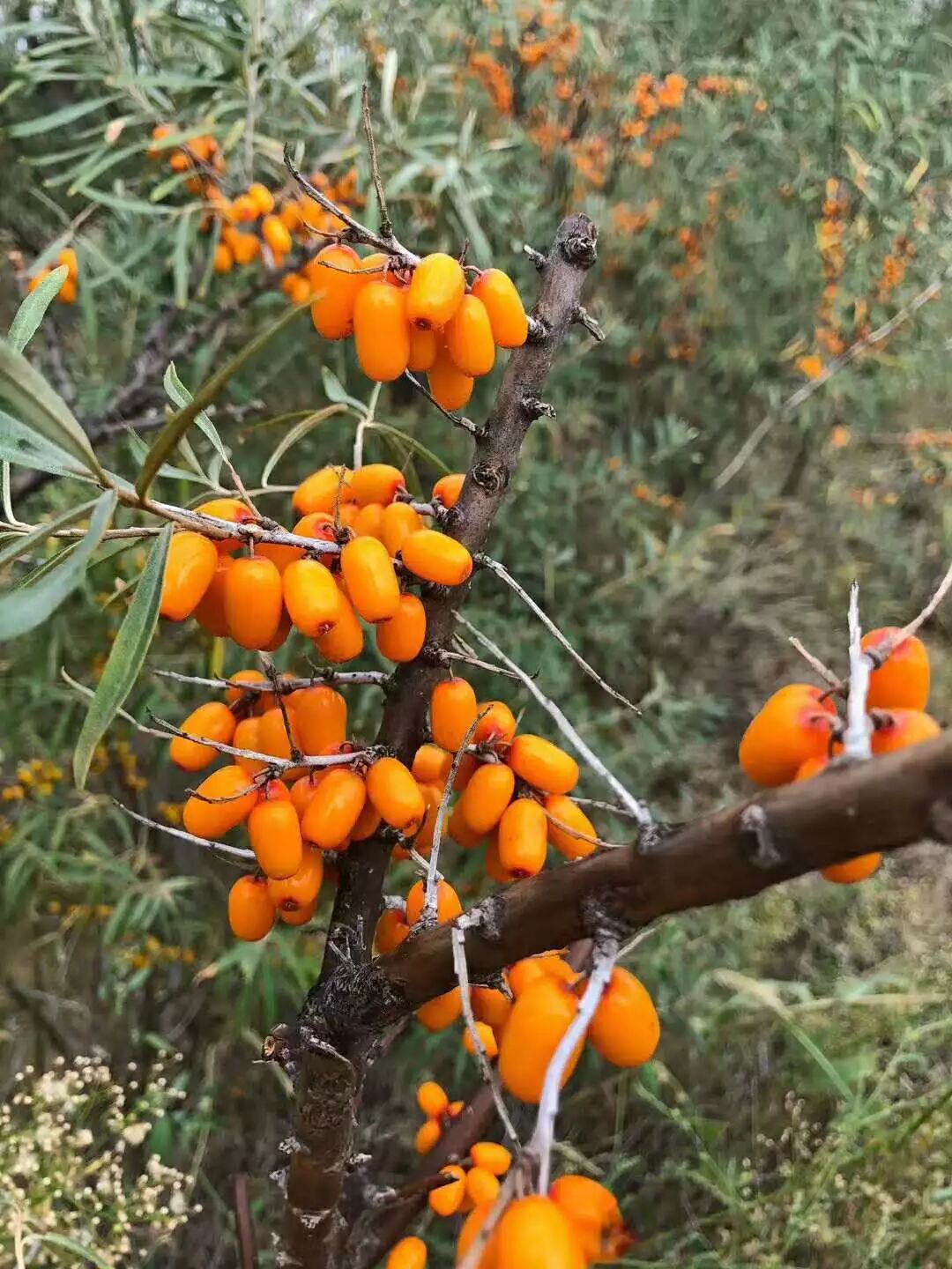 为什么沙棘被称为“天然维生素宝库”？