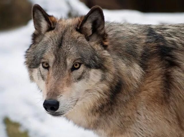 科技防雪层!直*供亚m逊!火烧狼毛视频验证!男士户外中长款羽绒服!0641