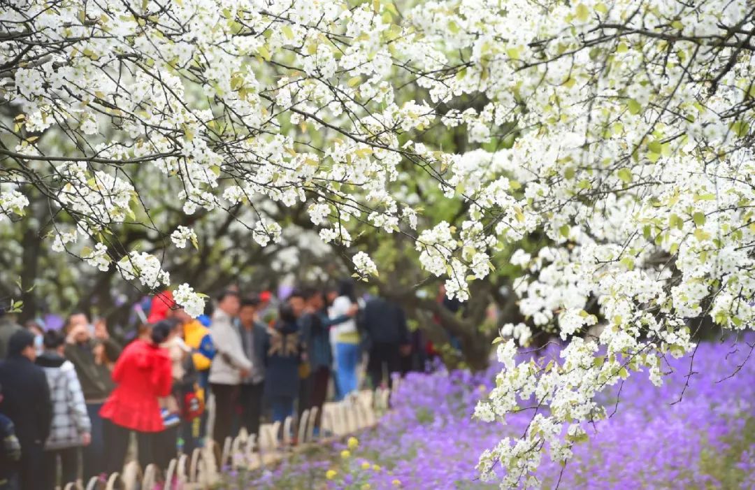 花遊記丨花海+音樂=女神之約！ 戲劇 第44張