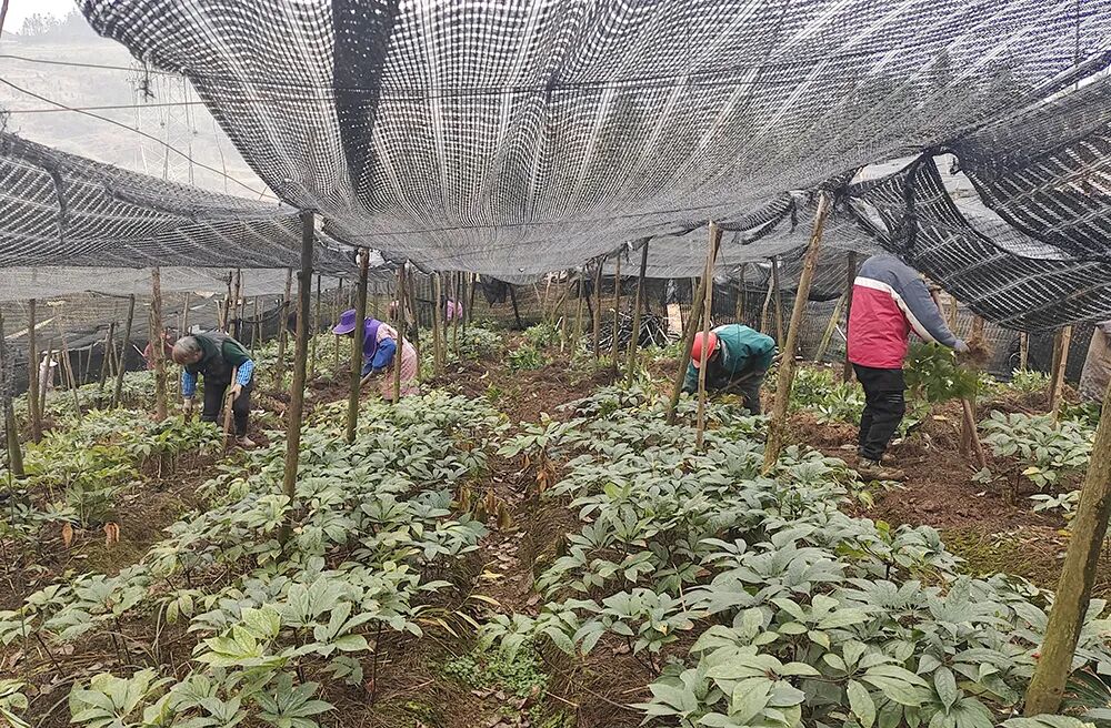 兴仁市下山镇：药材种植成效喜人 产业振兴激发群众活力