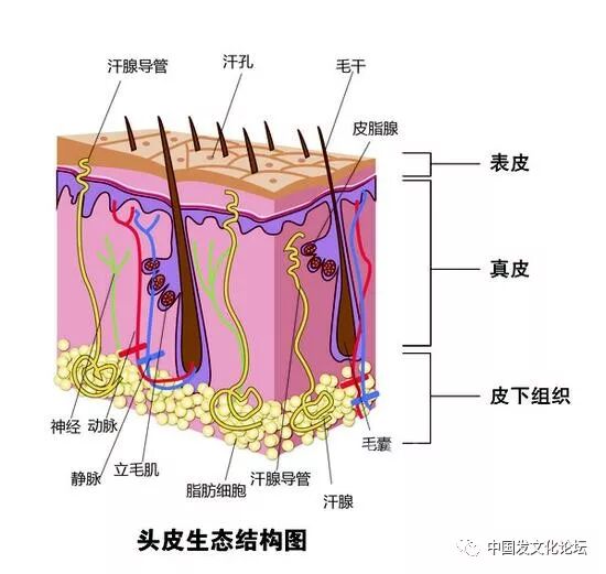 日常头皮护理注意4个小细节